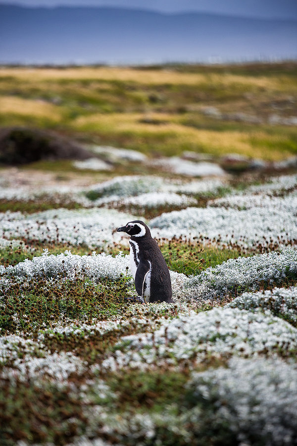 剔除阴毛 到底是福还是祸【火狐电竞】(图1) 火狐电竞官网