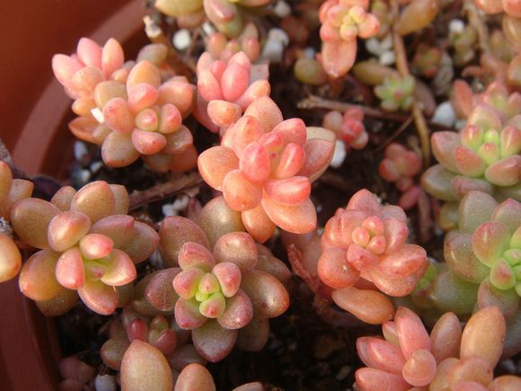 郑州经开区第一幼儿园迎接洛阳市幼教参观团一行_火狐电竞平台(图2) 火狐电竞