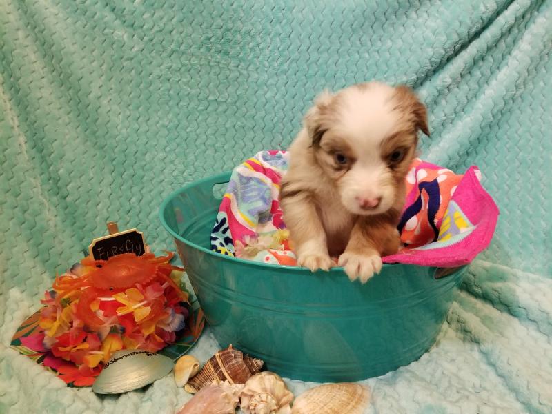 自制碳酸水浴 家中泡温泉‘火狐电竞’(图1) 火狐电竞