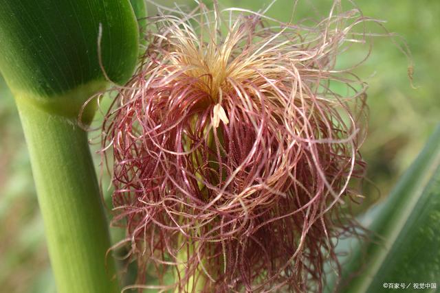 ‘火狐电竞’二七区第三届乡村中小学幼儿园教师优质课评选活动的通知(图2) 火狐电竞官网