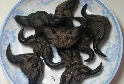 9岁女童上学路上被两只牧羊犬咬死‘火狐电竞’(图2) 火狐电竞平台